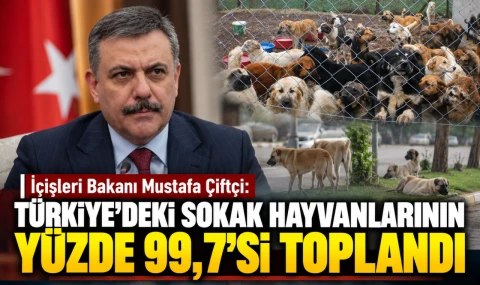 Türkiye'deki sokak hayvanlarının yüzde 99,7'sinin toplandı